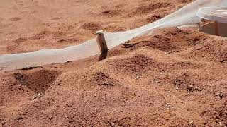Trampas de caída. Pitfall trap.