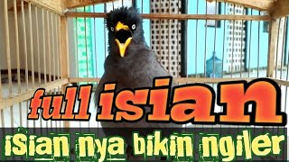 MASTERAN JALAK KEBO FULL ISIAN | JALAK KEBO GACOR FULL ISIAN