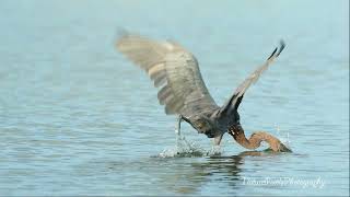 Reddish Egret Fishing