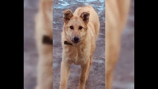 Бездомная волгоградская собака Малявка обрела свое счастье в Анапе Бездомная волгоградская собака Малявка обрела свое счастье в Анапе