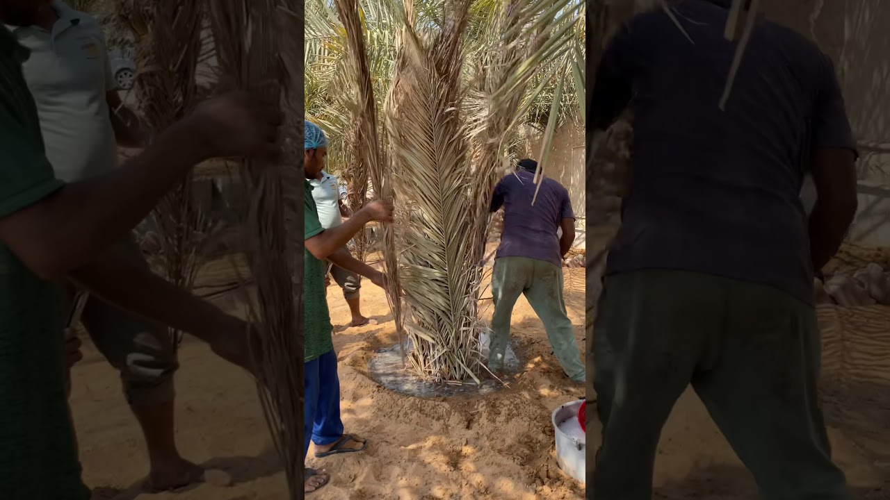 خالد الخالدي فسل النخيل شرح الزراعة والتعقيم