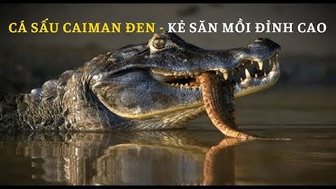 Khám phá động vật: Cá sấu caiman đen - kẻ săn mồi đỉnh cao #animals #động vật