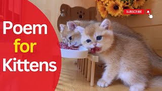 Beautiful Poem for Kittens | Beautiful Kitten Eating Meat | Part 1 by Next Cat 118 views 6 months ago 2 minutes, 47 seconds
