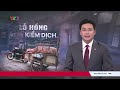 Lỗ hổng kiểm dịch: Vì sao lợn chết, lợn bệnh vẫn được thu gom công khai?