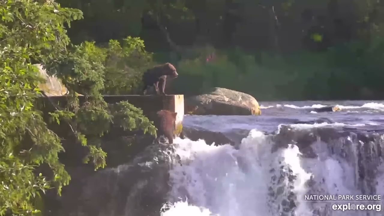 Grazer 128 Cubbie Slips Down the Falls (explore.org BFL cam) 07.22.24