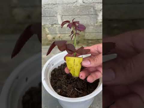 Video: Rosa hagedesign - hagearbeid med rosa planter