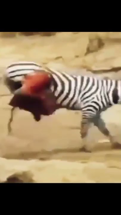 zebra  senang lolos dari gigitan buaya,, endingya bikin nangis 😭😿😭