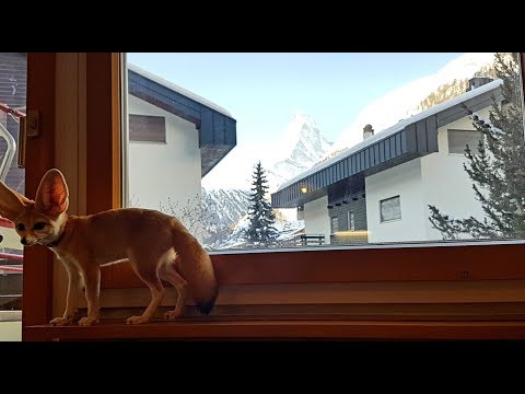Wintersport Holiday with Djinn the Fennec Fox - Part 1 of 2