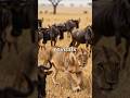 nature is beautiful but also ruthless sometimes #viral #reels #animalfacts #animals #shorts #fun