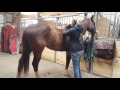 Chiropractic Routine on 4-H Horse - Acupressure -Evaluation