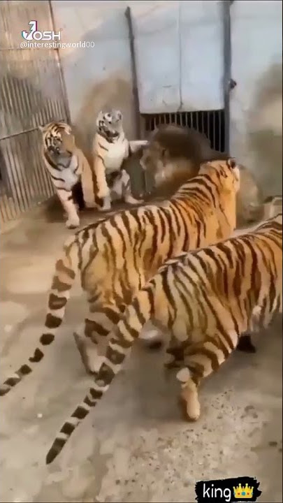 Lion VS Tiger Tik Tok lover short video_#shorts _#tiger #trending #lion_#animal #tigersong #viral
