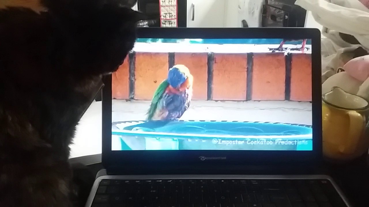 Cat watching Parrot TV YouTube