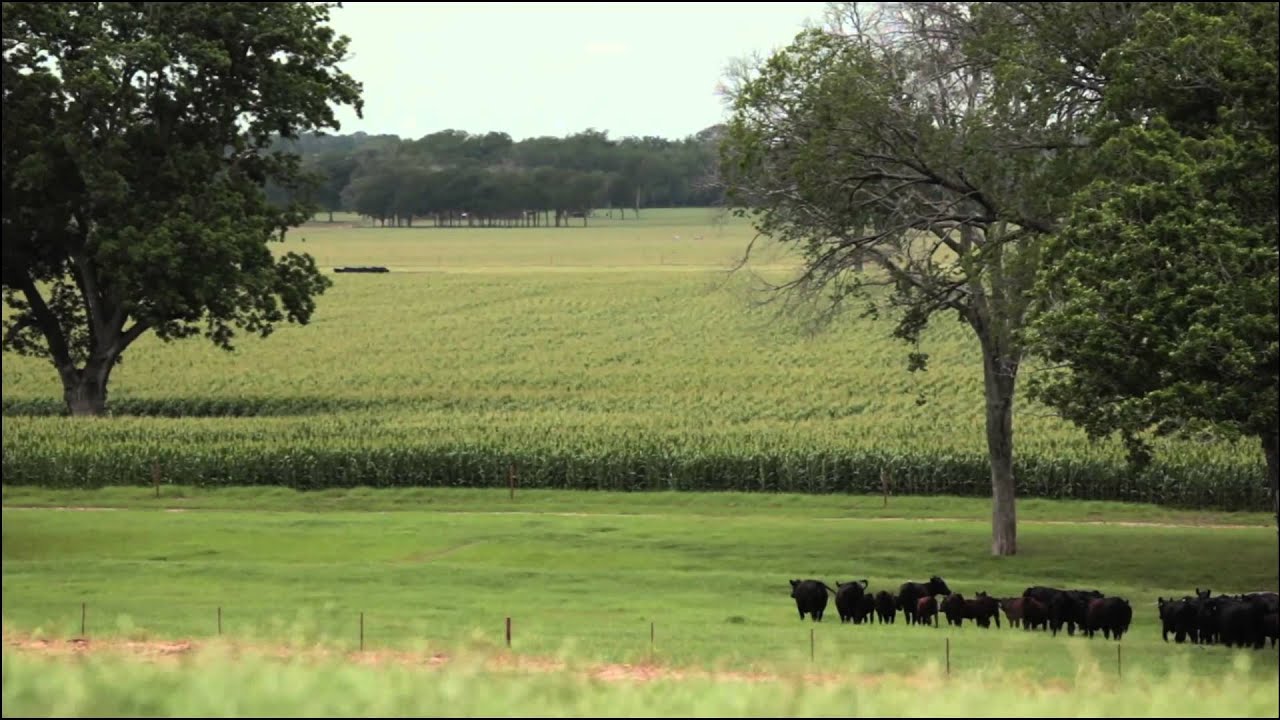 44 Farms Angus Steaks Chef Video