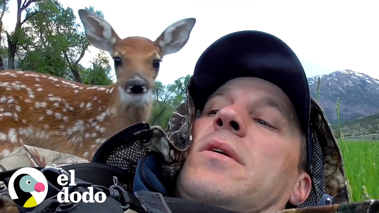Chico se convierte en el padre de un ciervo bebé herido | El Dodo