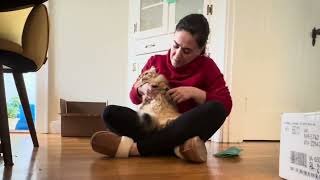 Trimming my two Siberian cats’ nails