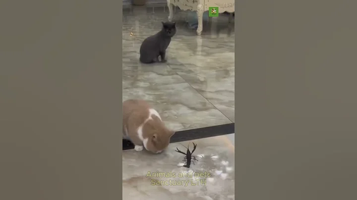 Video 5973241: hilarious funny cat, fight cute