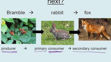B17.1 Feeding relationships - AQA GCSE Biology