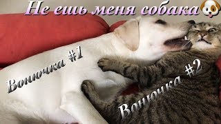 Лабрадор Бэтти вонючка и кот Серик тоже | Эксперименты | РОЗЫГРЫШ призов!!! Лабрадор Бэтти вонючка и кот Серик тоже | Эксперименты | РОЗЫГРЫШ призов!!!