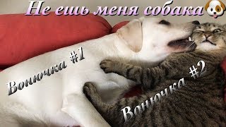 Лабрадор Бэтти вонючка и кот Серик тоже | Эксперименты | РОЗЫГРЫШ призов!!!