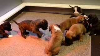 German Boxer Puppies- Boxers von Bachbett