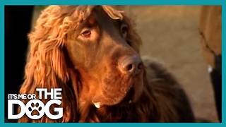 This Dog Only Drinks Water From The Tap! | It's Me or the Dog