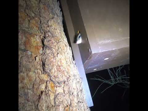 25 Red-tailed Phascogales