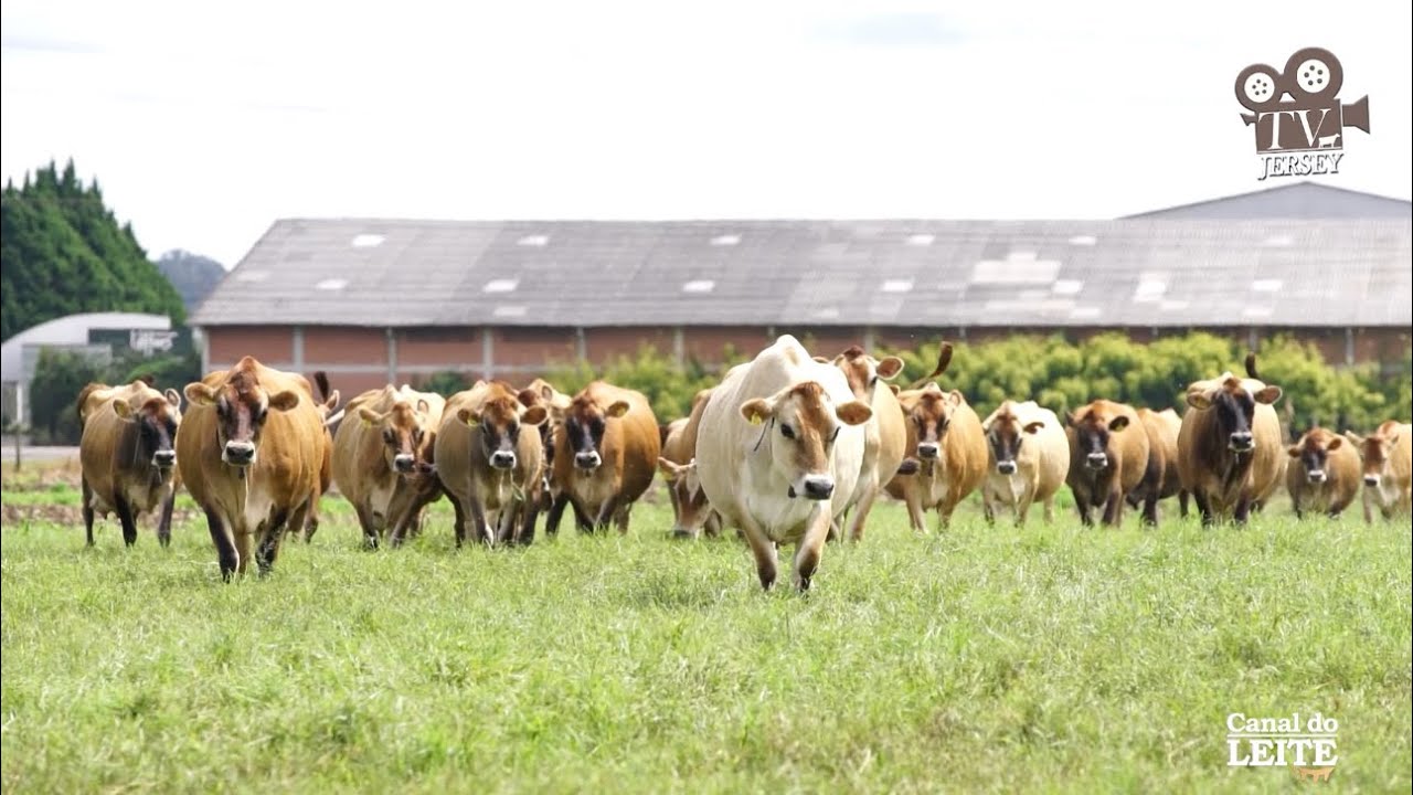 Chácara Arragon e Queijaria Melkland: Sucesso com Leite Jersey A2A2 e Queijos Especiais em Castro/PR