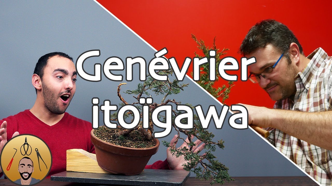 MISE en FORME d'un GENÉVRIER ITOÏGAWA avec Alexandre ESCUDERO (Partie 1) 🌳AFDB🌳