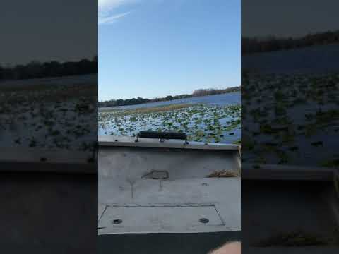 TINY ADVENTURES- Tanyalee Davis All American Airboat Tours -Inverness Florida