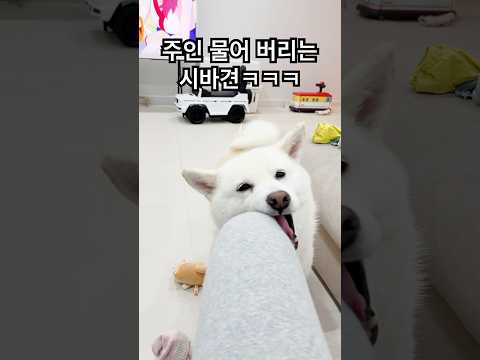 <strong>여우가</strong> 원하는게 있을 때하는 엉뚱한 행동 ㅋㅋ #shorts