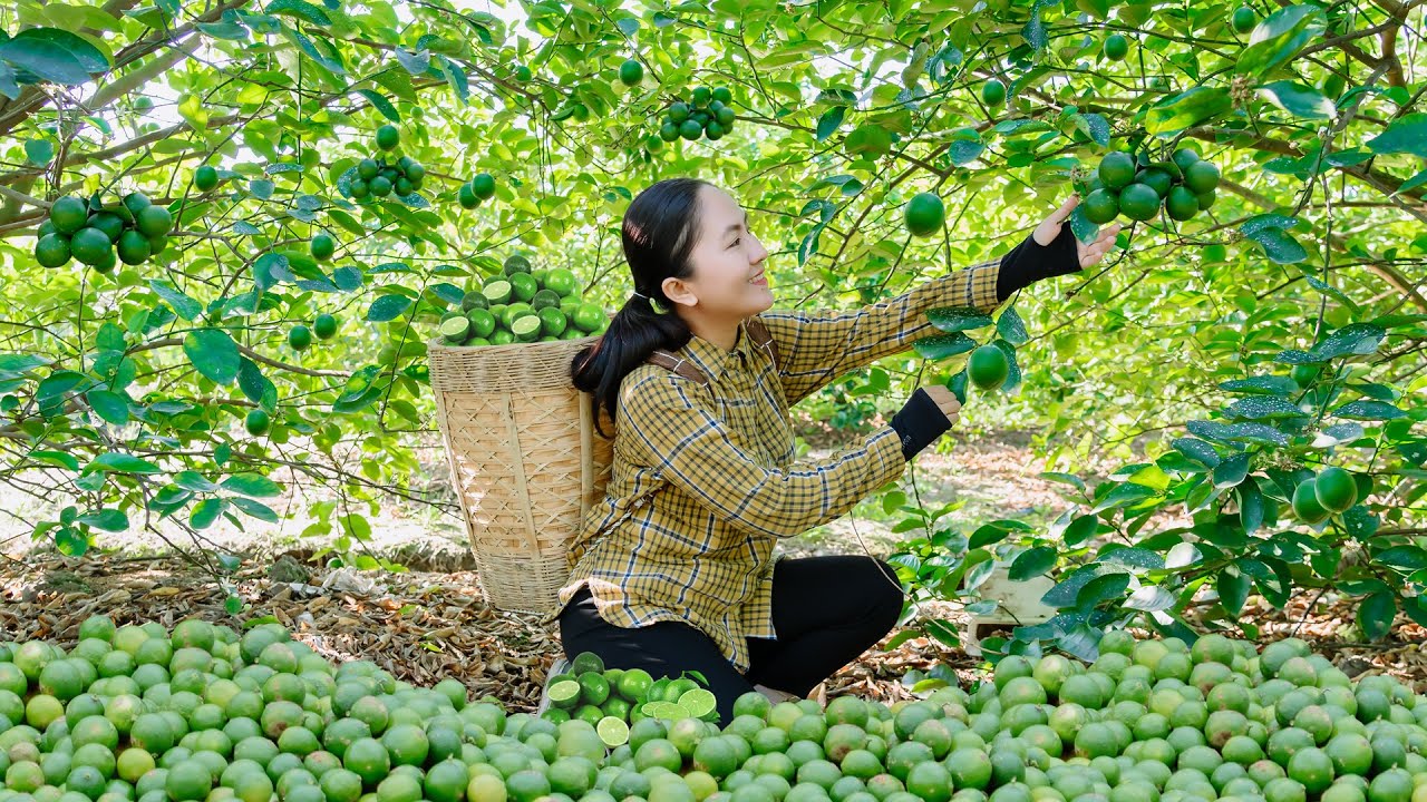 Journey from Lemon Orchard to Market: A Vibrant Harvest Story | Emma Daily Life