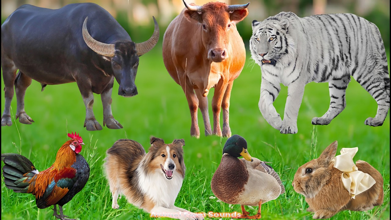 Baby Animal Compilation: Piglet, Cow, Rabbit, Cat, Horse, Chicken, Duck, Dog - Animal Sounds