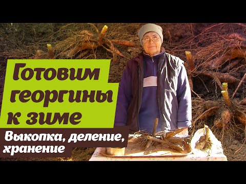 Георгины. Как выкапывать, делить и хранить