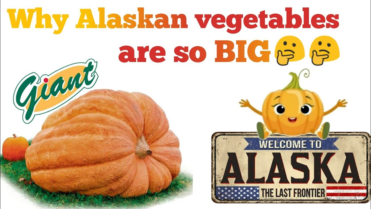 Why Alaska's Vegetables are so big?Big vegetableAlaska state fair