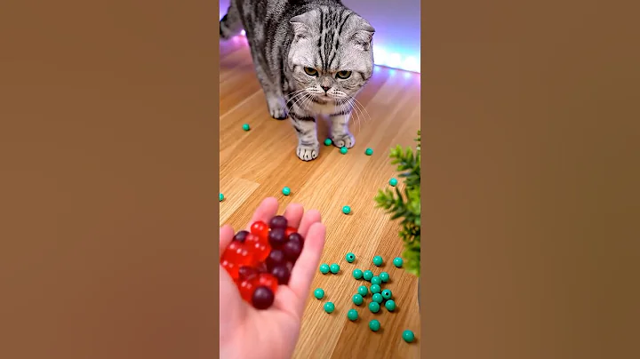 Watch the video about Cat Barsik Beads🐾Funny Cat American🧡ASMR Reverse #shorts #viralshorts #cutecat #funnycats #reverse