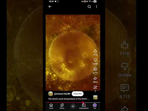 الروبيان نعم حيوانات