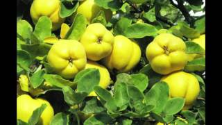 Kitancevo Kadin Folklor Grubu * Ayva Cicek Acmiş *