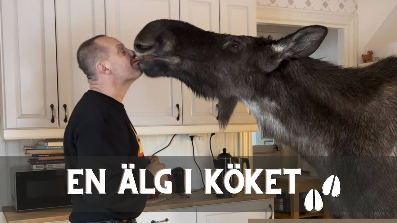 1. En älg i köket (English subtitle)