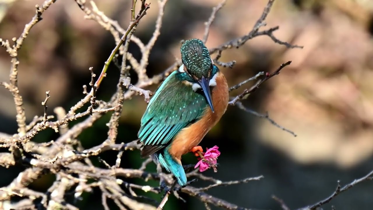 20260215 カワセミ動画