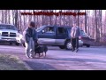 Rottweiler Personal Protection Training (K9-1.com) Rottweiler Personal Protection Training (K9-1.com)