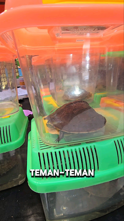 Beli gak ya⁉️GAK SENGAJA KETEMU PAMERAN HEWAN ‼️ #shorts