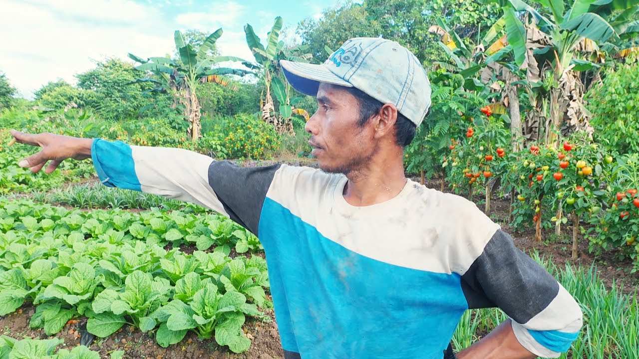 LAHAN PAK EKO PENUH TANAMAN PANGAN! PETANI RANTAU SEMANGAT GARAP LAHAN TRANSMIGRASI KALIMANTAN
