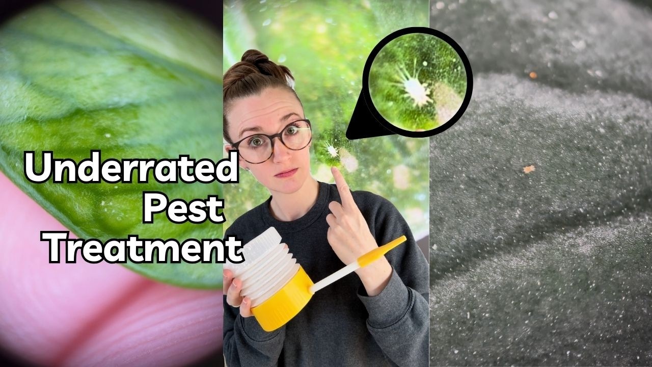 🪴 Как лечить широких клещей, плоских клещей, трипсов! 🌿