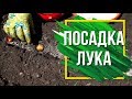 Как Посадить Лук Севок в открытый грунт 🌱 Подготовка Лука к Посадке 🌱 Советы садоводам ✔️