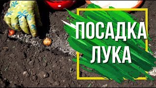 Как Посадить Лук Севок в открытый грунт 🌱 Подготовка Лука к Посадке 🌱 Советы садоводам ✔️