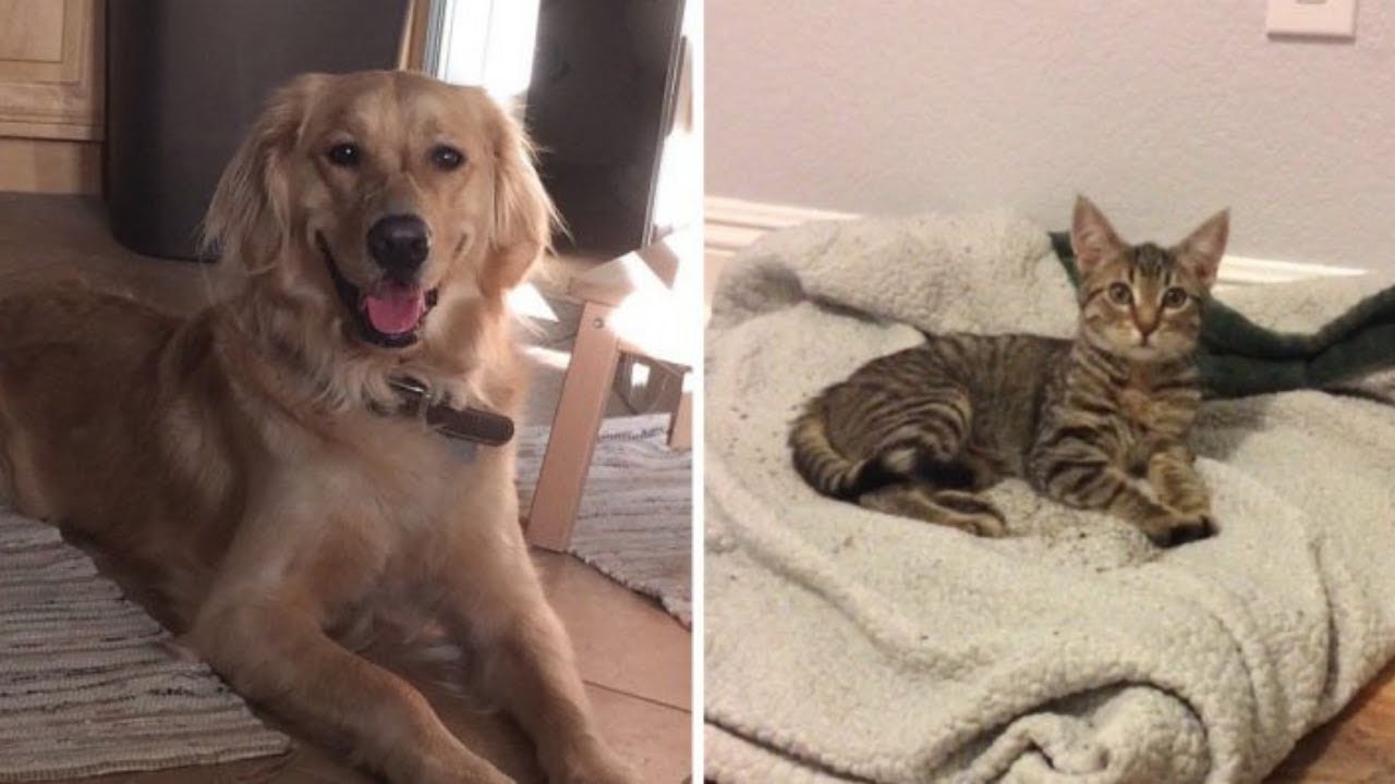 Dog Who Lost Cat Best Friend Brings Stray Kitten Home And ‘Begs’ His