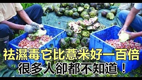 祛湿毒它比薏米好一百倍，很多人却都不知道！四肢乏力、易困倦的人一定要看！ - 天天要闻