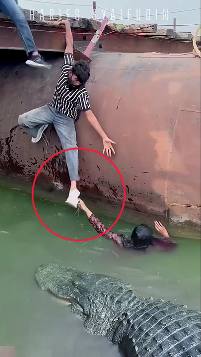 NEKAD MENOLONG SOHIB WALAU DIHADANG ALLIGATOR #amazing #scary #alligator #crocodile #trending