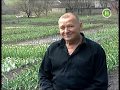 Новий канал про тюльпани Геннадія Титаренко