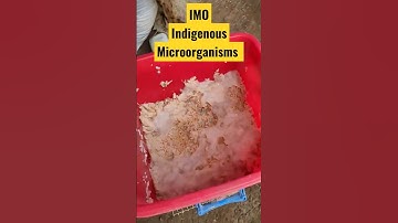 Indigenous Microorganisms IMO #shorts #IMO #bacteria #organisms #fertilizer #fermentation